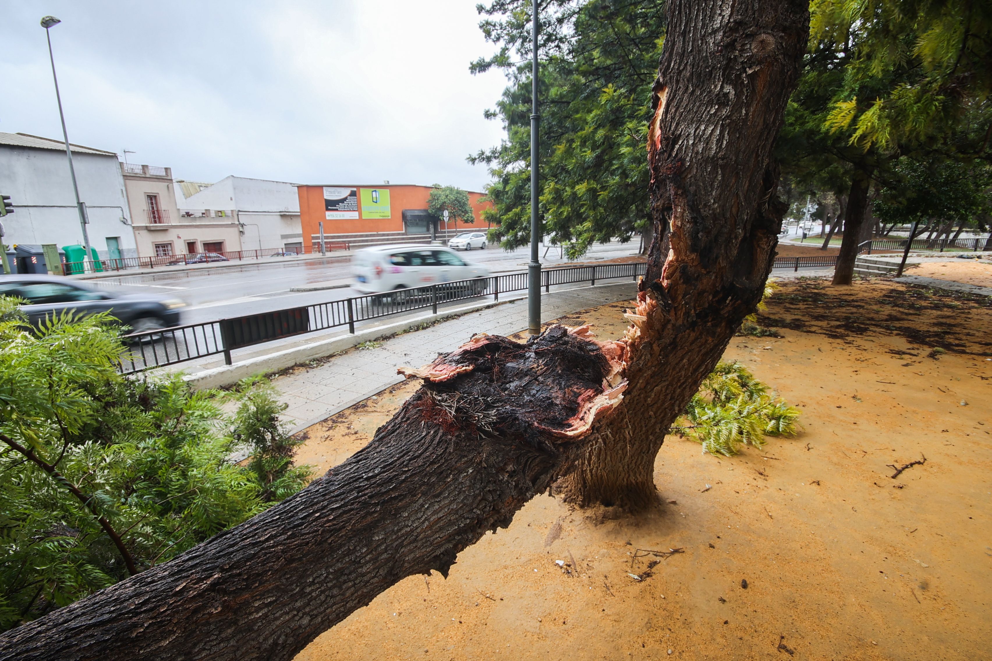Un árbol, destrozado, en la Ronda Muleros.  