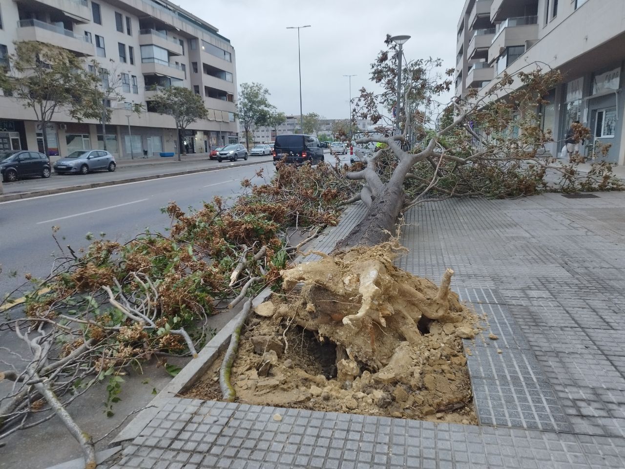 Un árbol arrancado en la avenida del colesterol de Jerez. Un árbol arrancado en la avenida del colesterol de Jerez.