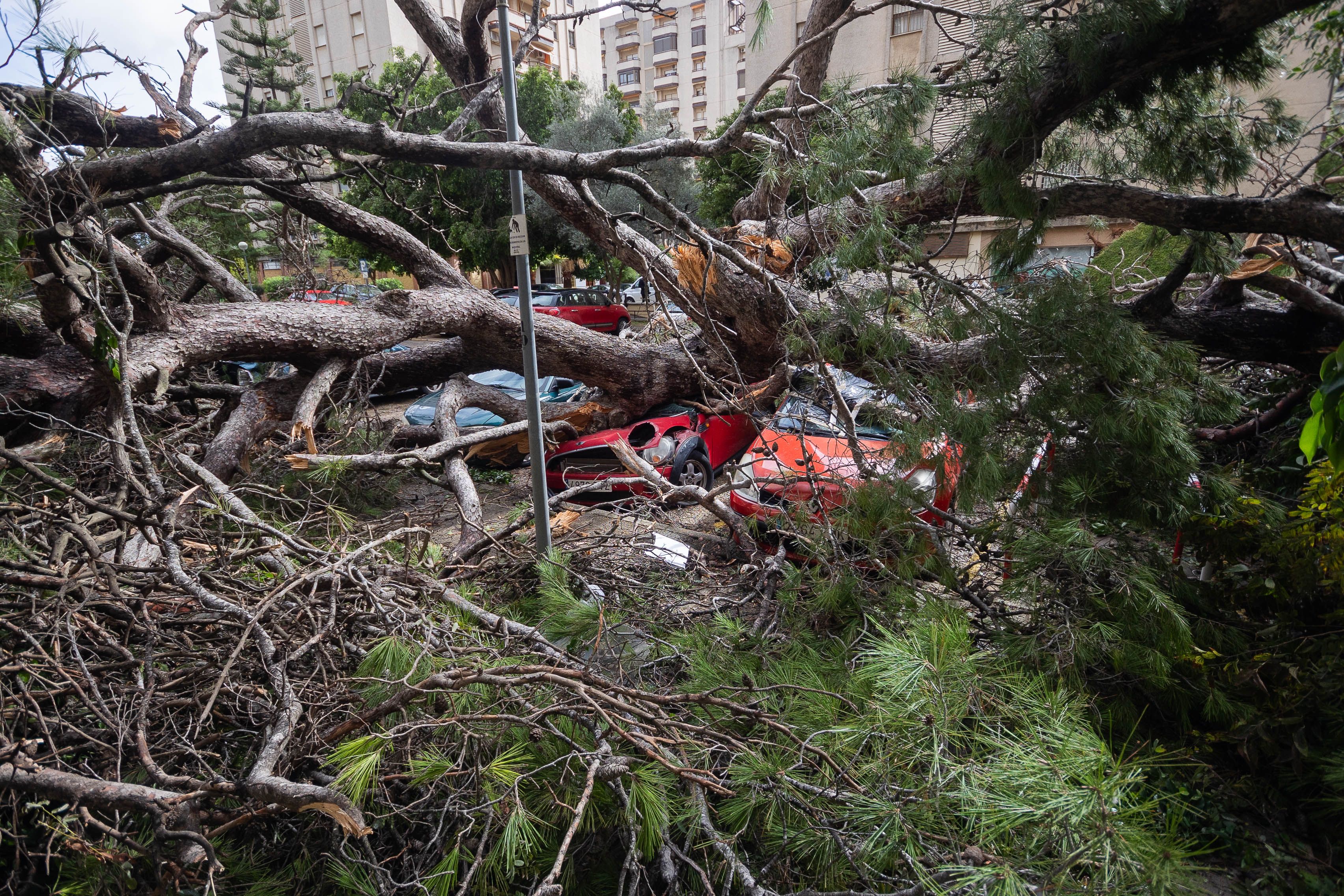 Árbol caído sobre coches en Jerez.