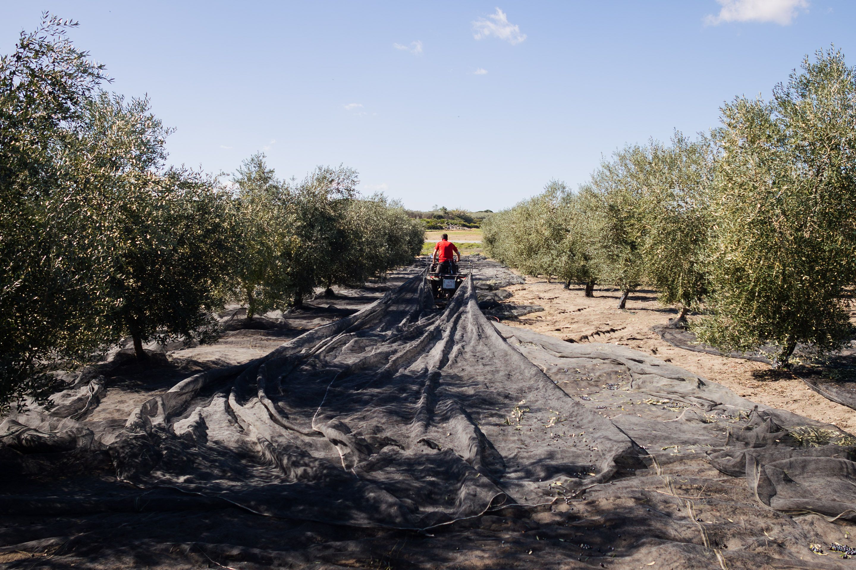 BAREO ACEITUNA MOLINO REPORCARMEN 3