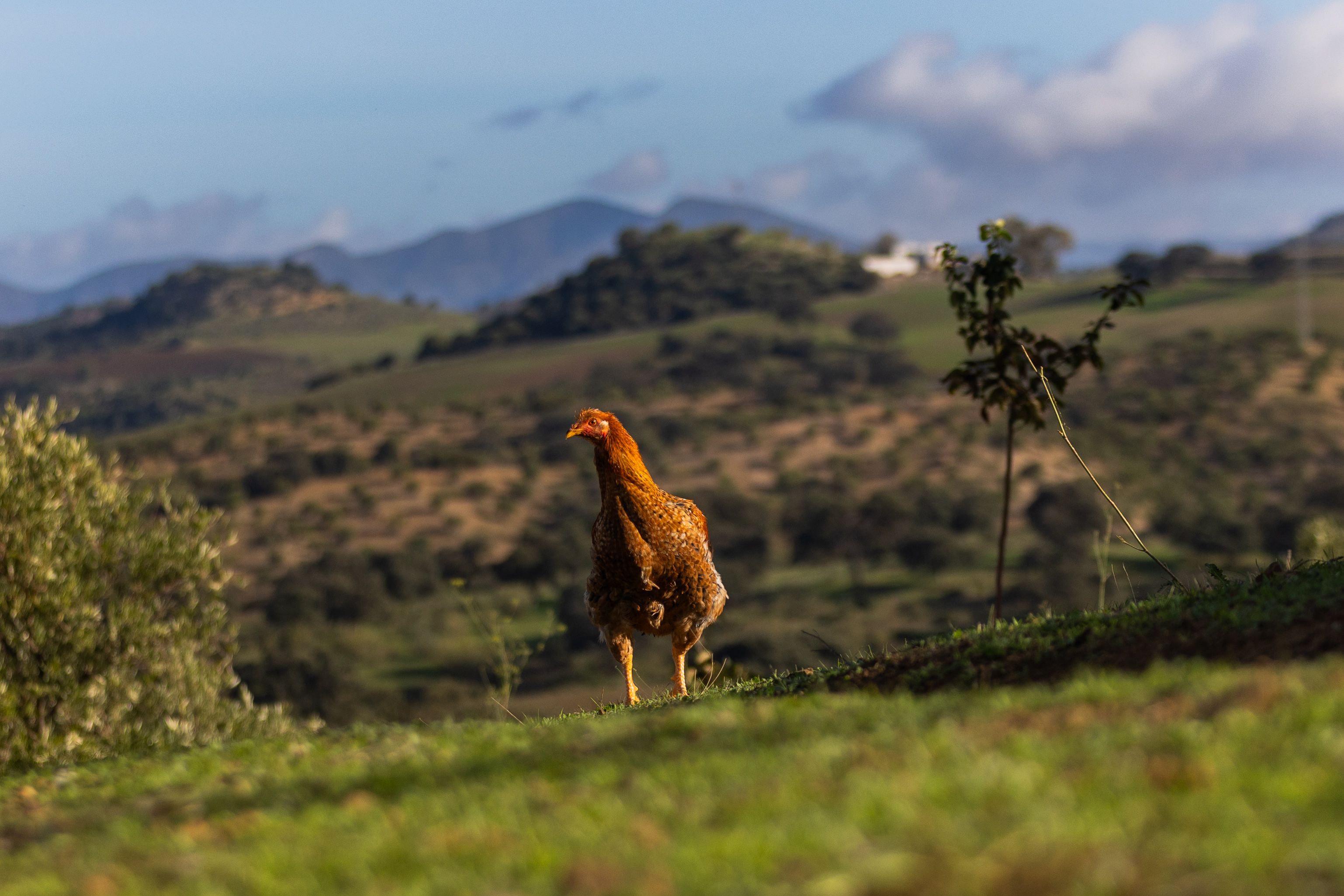 Todo el ciclo vital de los animales se produce en libertad y alimentados de frutos y cereales naturales.