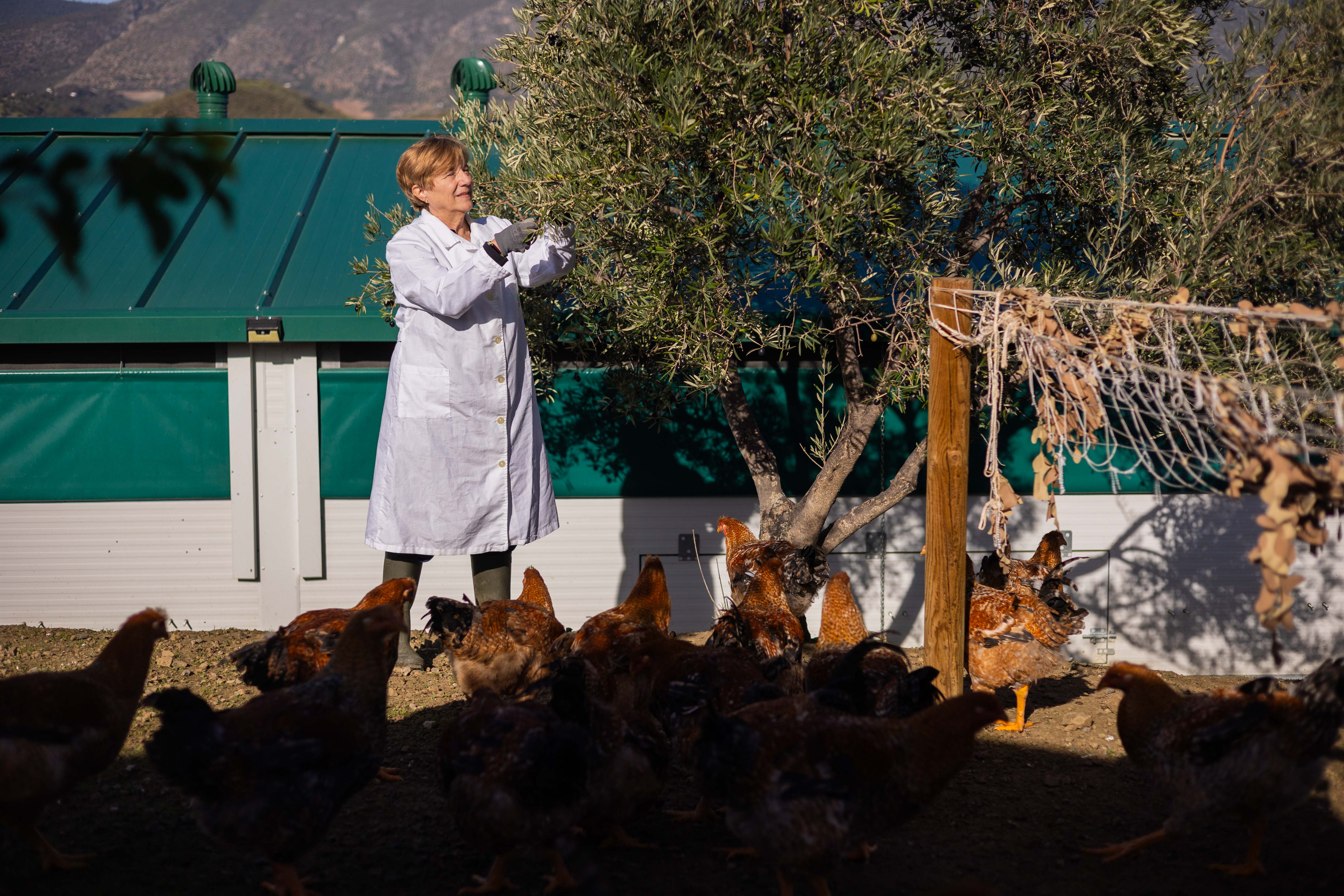 Los gallos capados acuden a comer aceitunas negras, uno de sus alimentos principales.   MANU GARCÍA