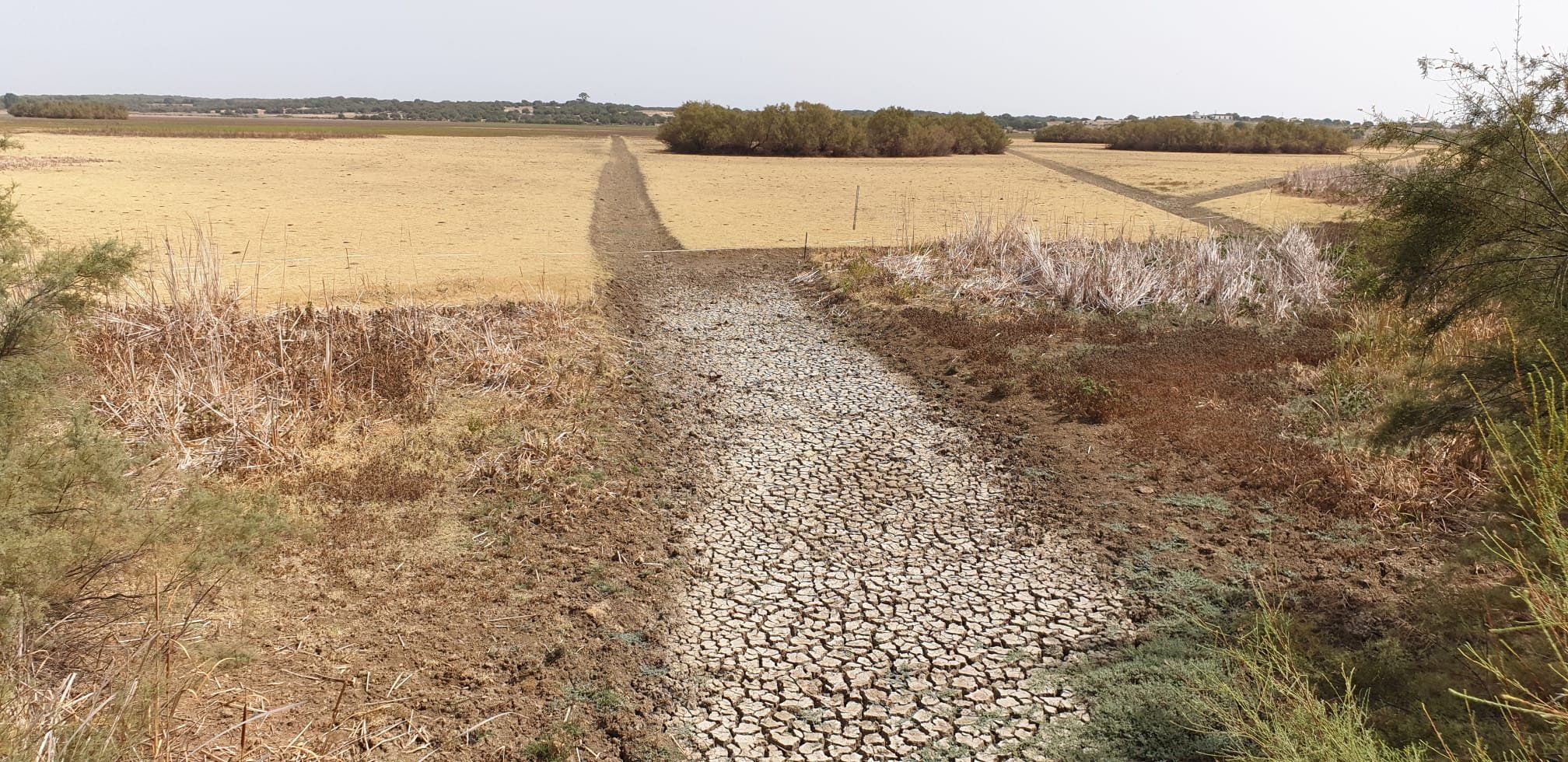 El entorno del parque, en una imagen de 'Salvemos Doñana'.