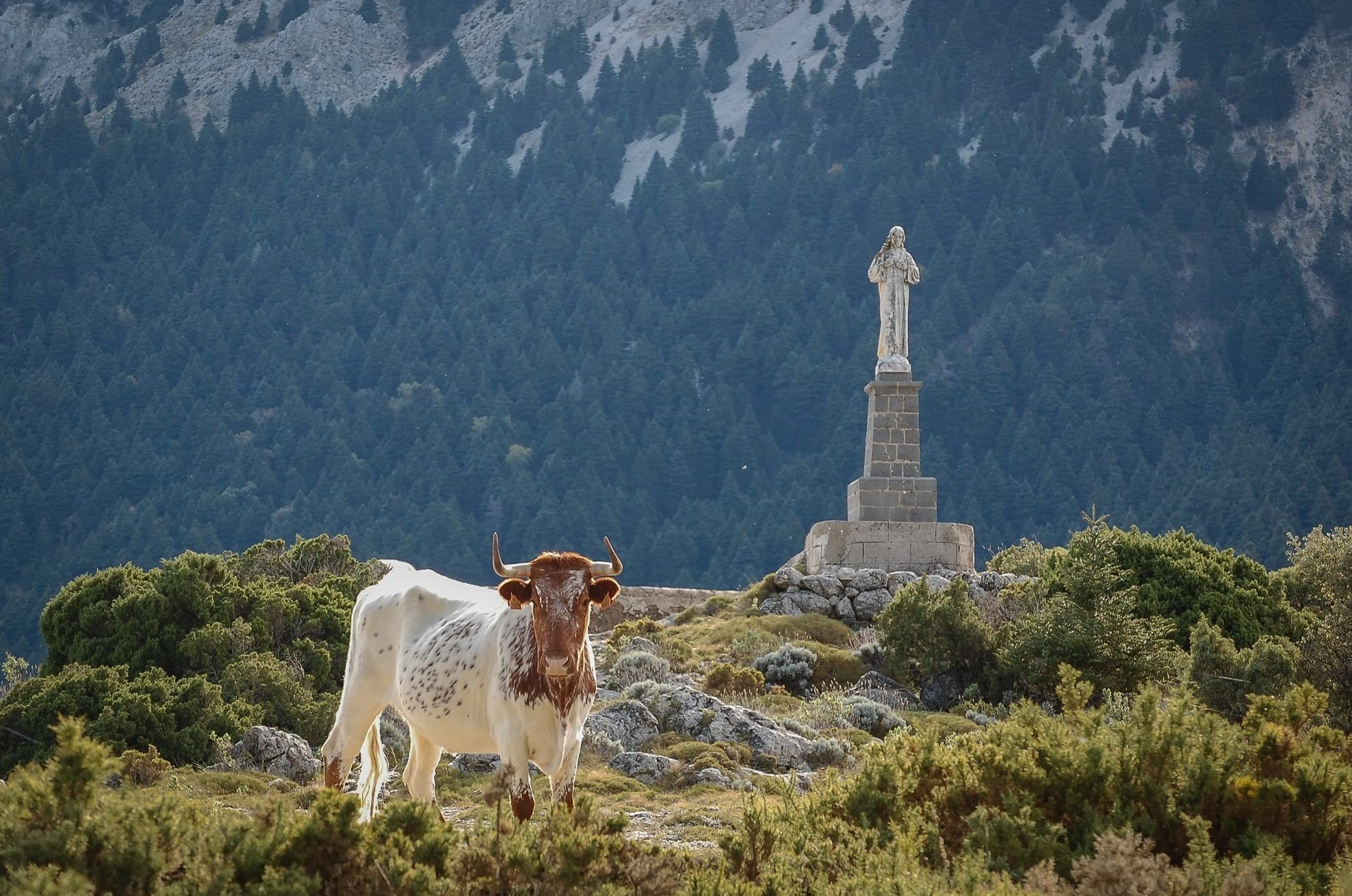 Una vaca en el Mirador del Santo, en Grazalema. Una vaca en el Mirador del Santo, en Grazalema.