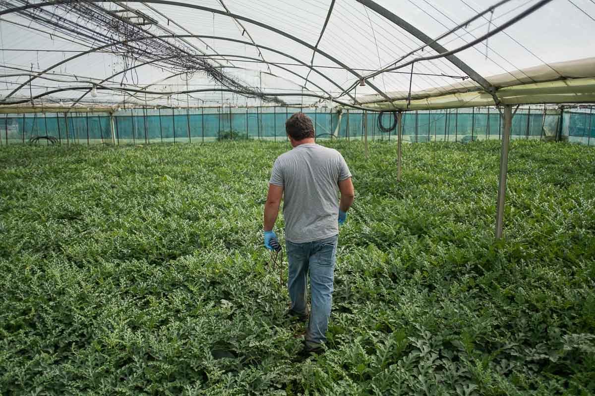 Un agricultor de la Costa Noroeste, en su campo de sandías.