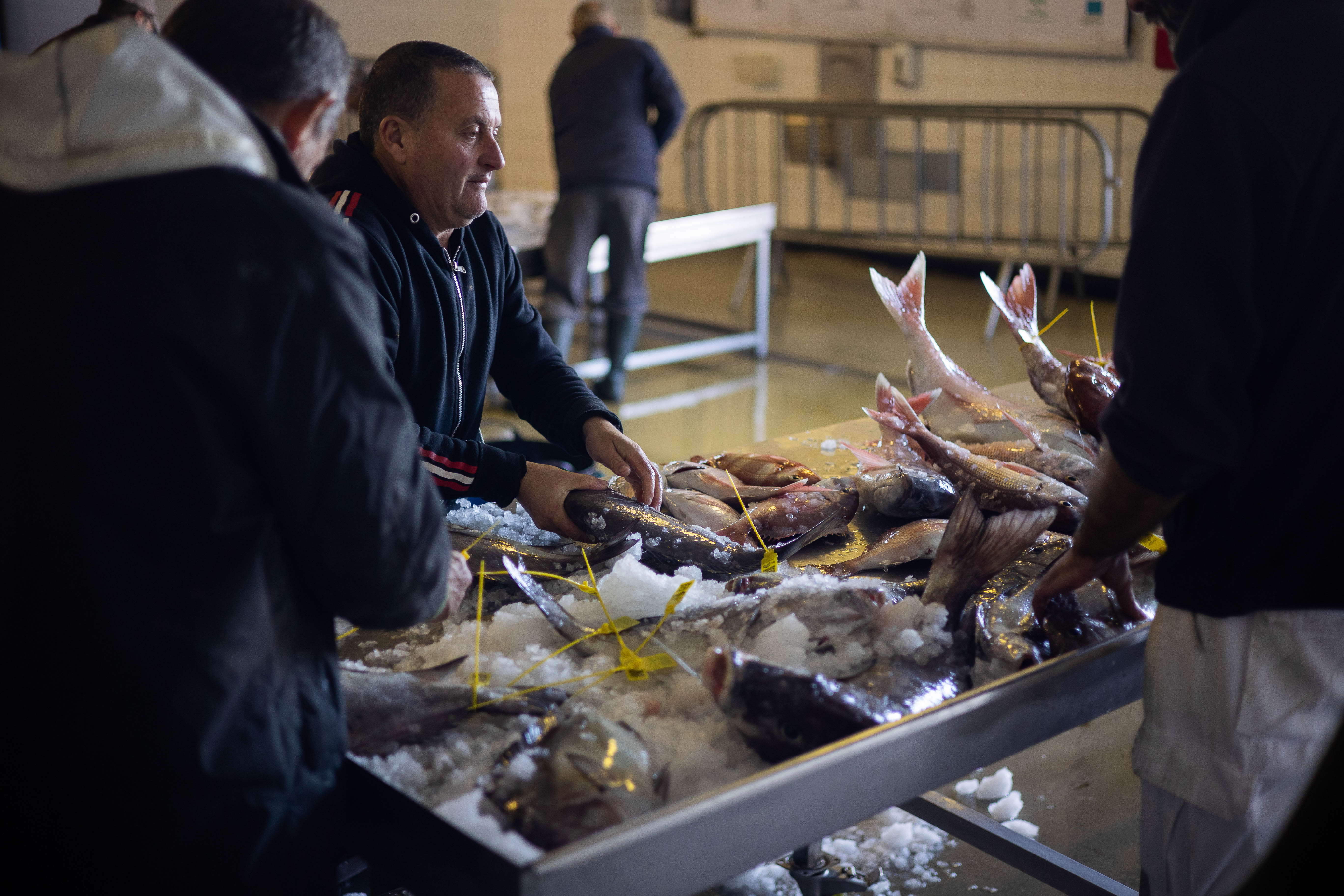 Los hombres clasifican el pescado según la especie.