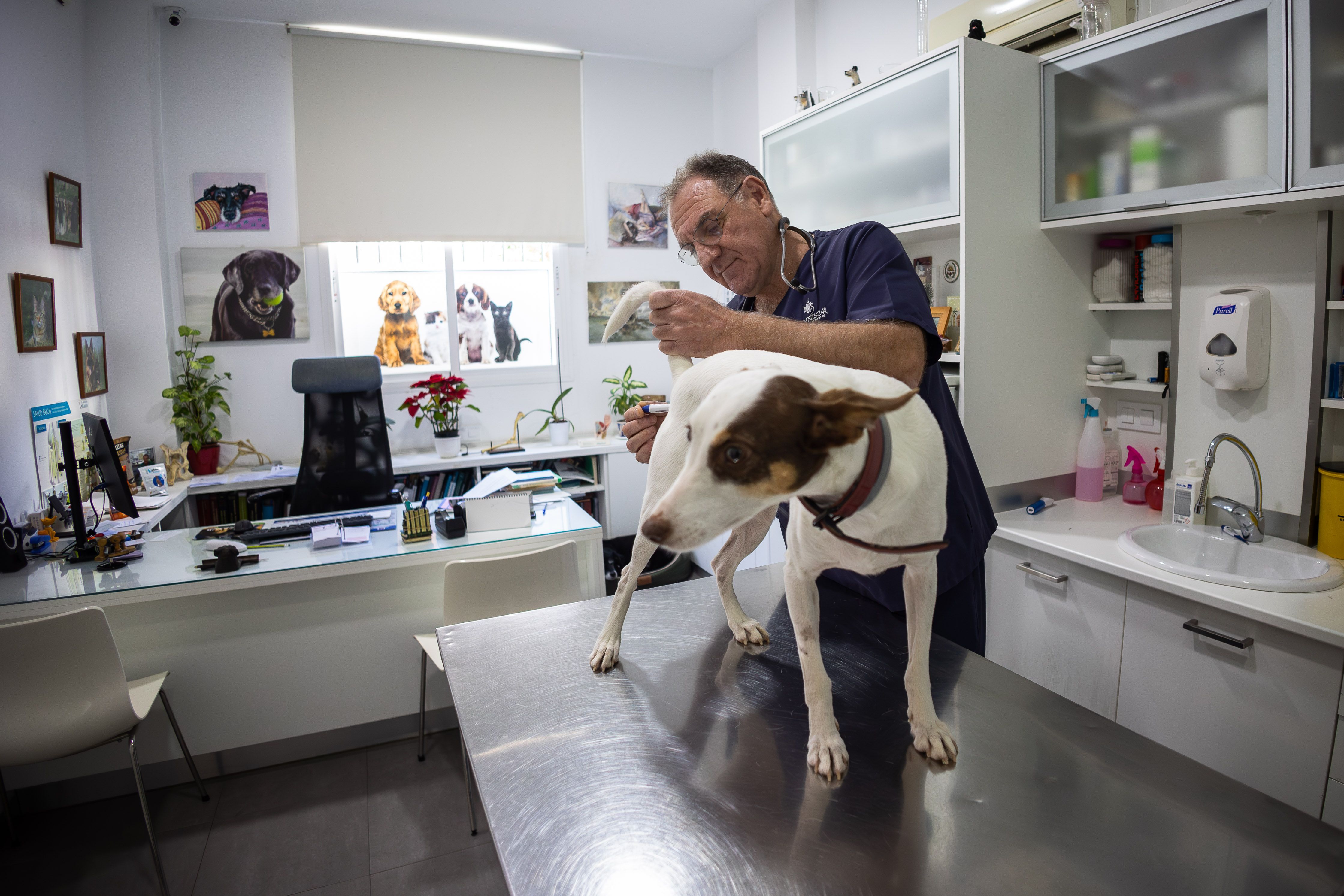 Un perro en las expertas manos de Eduardo Díez. 