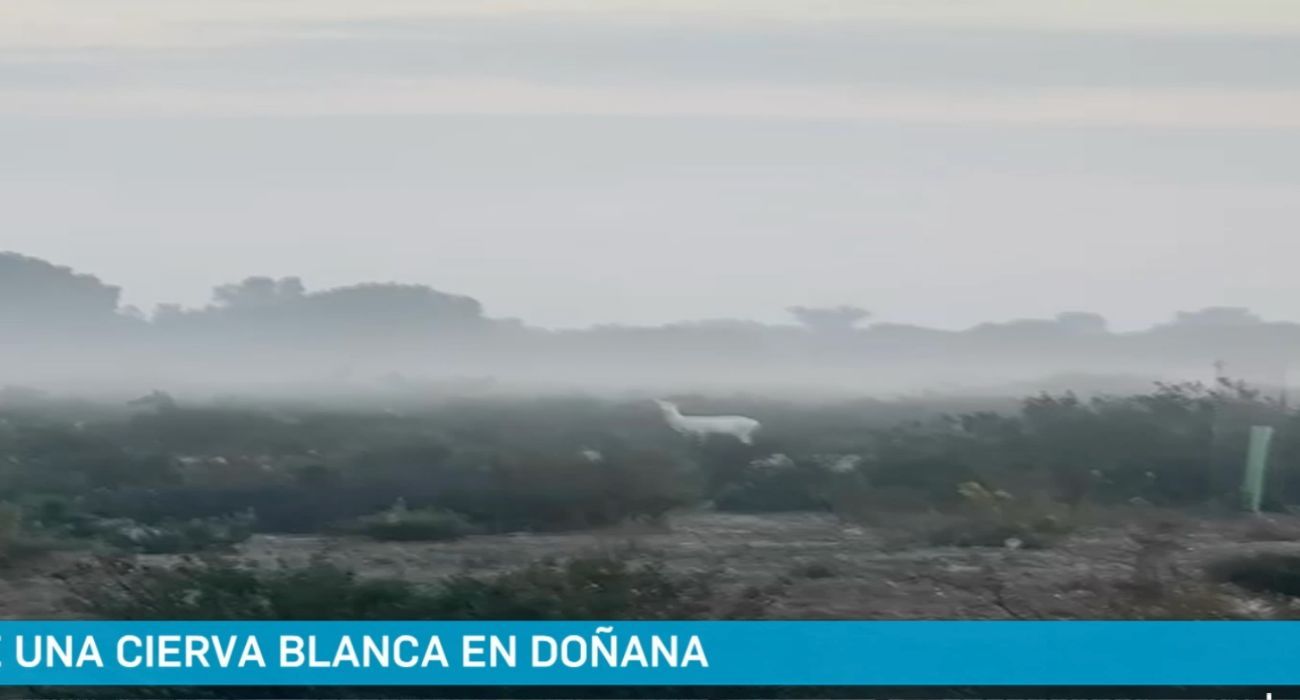 Imagen de la cierva blanca grabada por un particular que ha sido emitida por Canal Sur. Imagen de la cierva blanca grabada por un particular que ha sido emitida por Canal Sur.