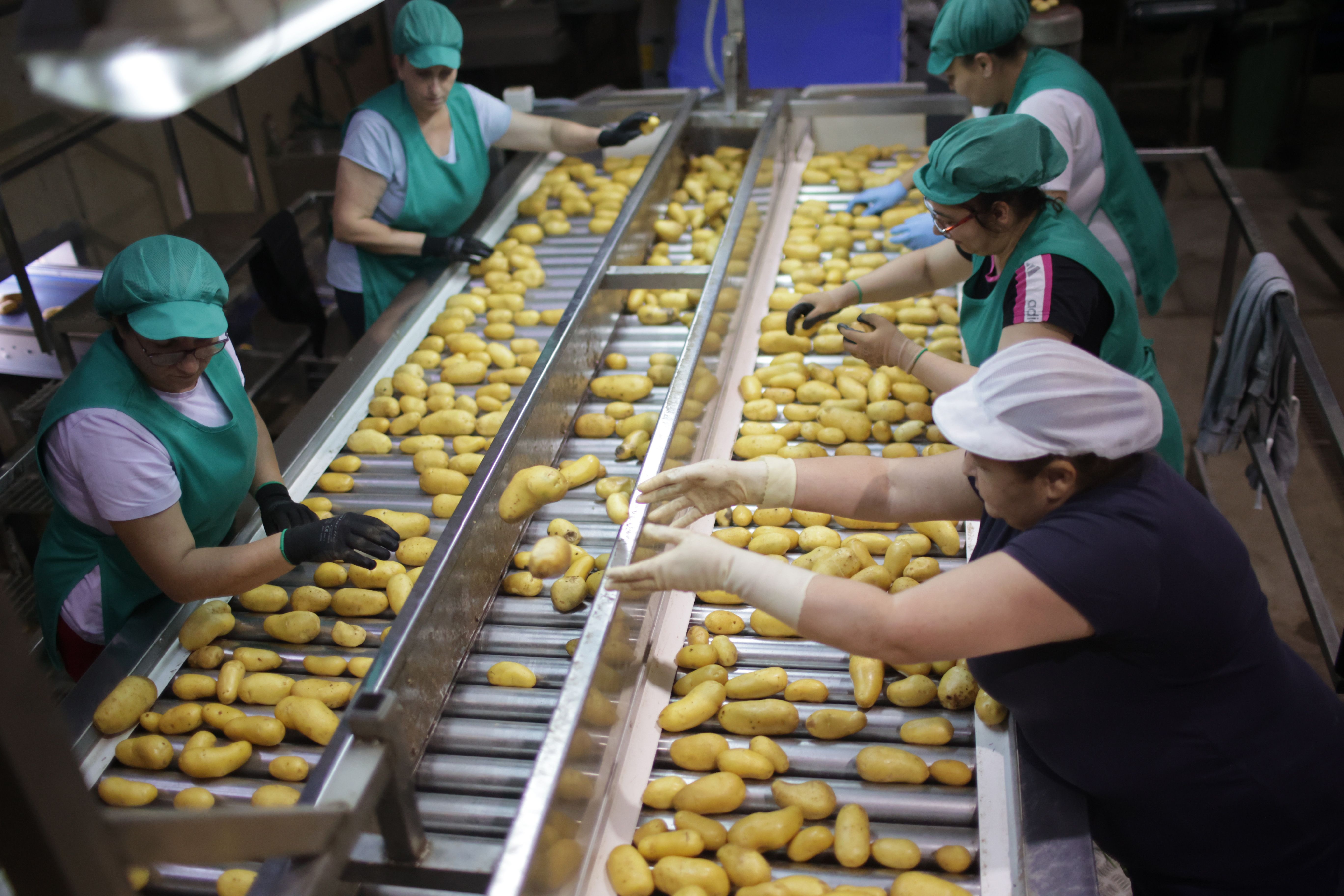 Papas de aqui  0010