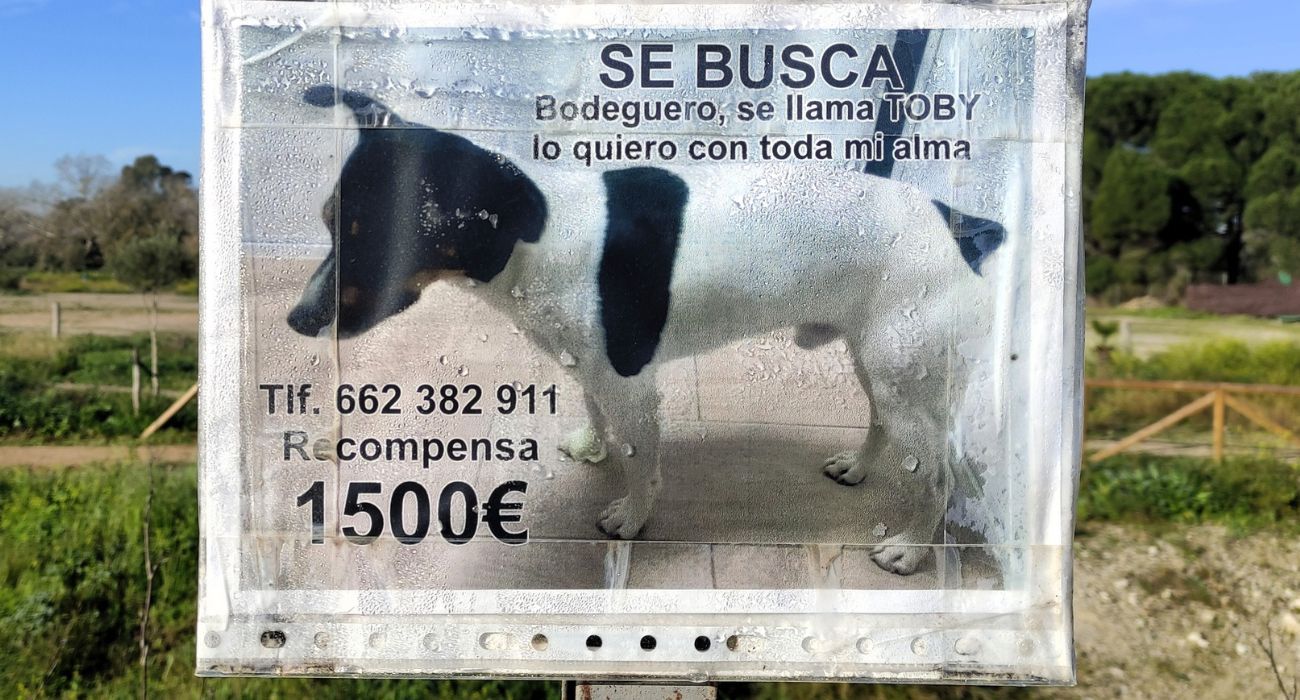 Cartel de búsqueda de Toby, un perro bodeguero.