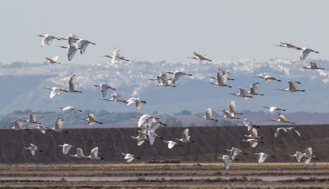 Janda   Espátulas con Vejer al Fondo, Benalup 30 12 2016