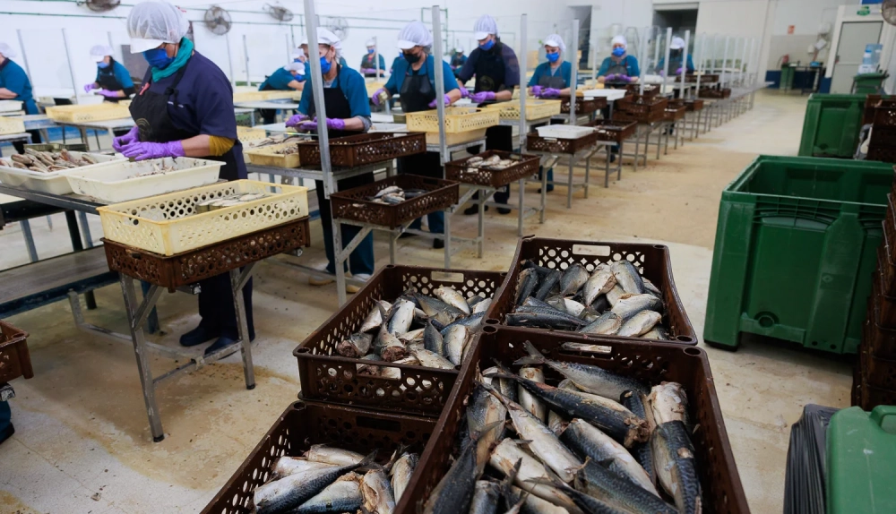 La Tarífeña , la conservera de Tarifa que mantienen y exportan el manjar de la conserva