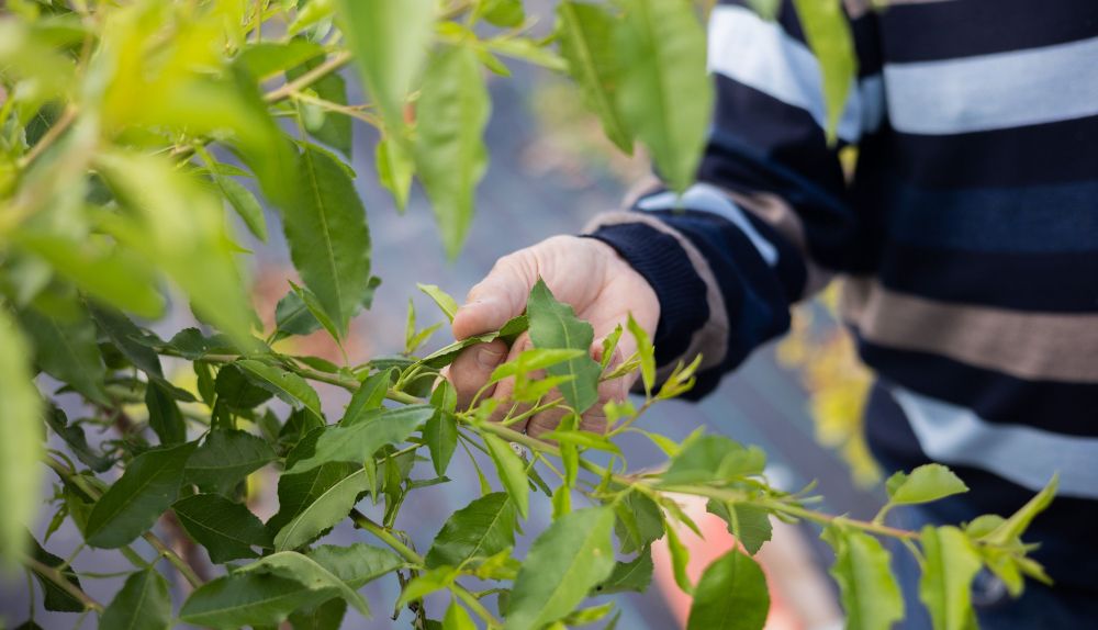 MANUEL PLANTACION DE ARBOLES ZONA SUR 6