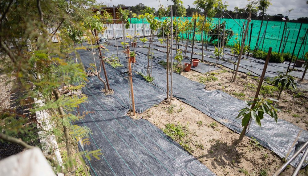 MANUEL PLANTACION DE ARBOLES ZONA SUR 13