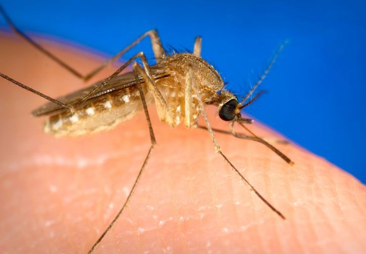 Estudian acciones penales contra la Junta por "negligencia" en el control del Virus del Nilo.