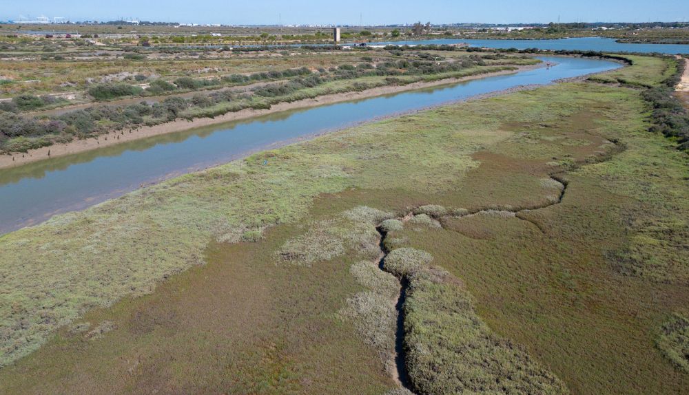 Proyecto Salicornia Salina Santa Barbara 