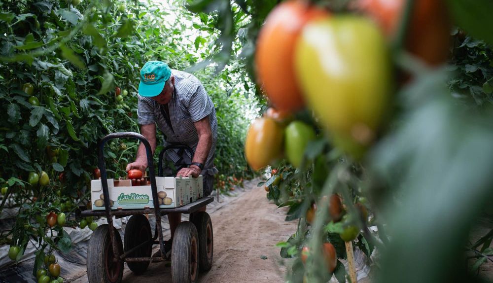 TOMATE LOS PALACIOS 10