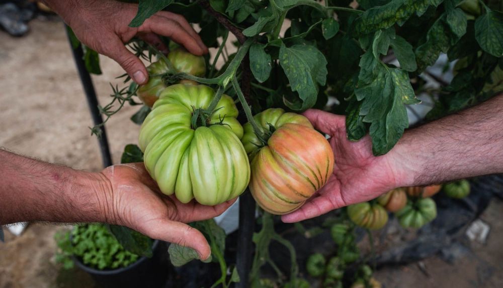 TOMATE LOS PALACIOS 16