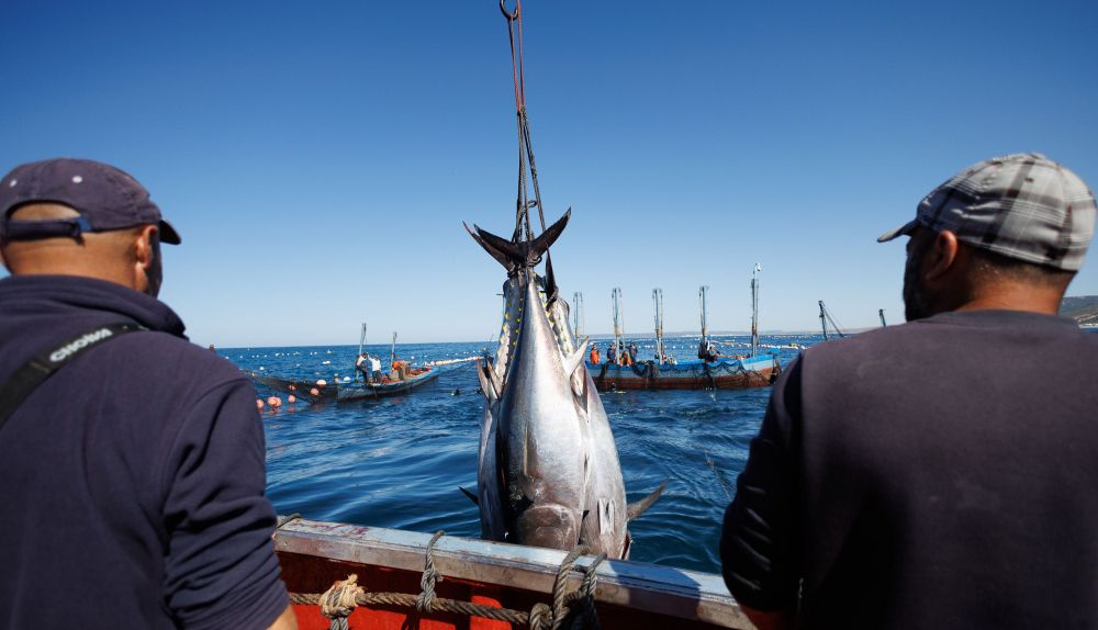 Atunes llegan a la cubierta en la levantá de la almadraba de Zahara.