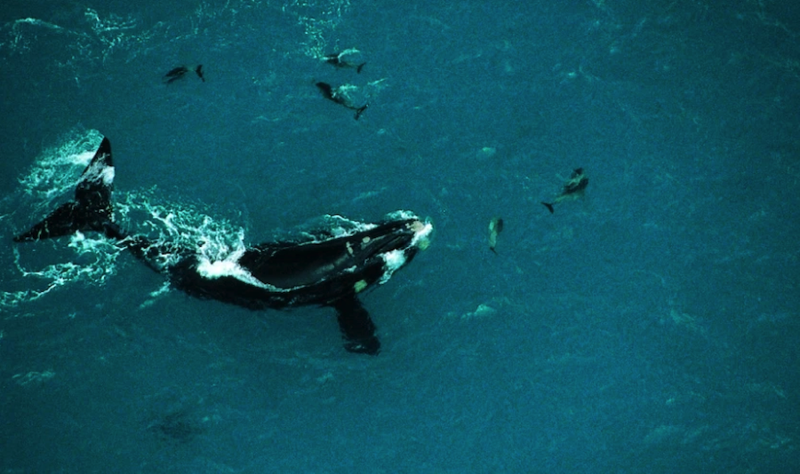Orcas 'gladis', como las que atacan a barcos en aguas de Cádiz, en una imagen de archivo.