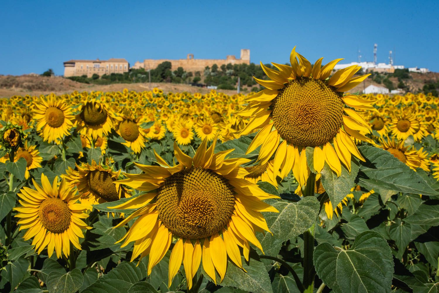 Campo de girasoles con el Parador de Carmona al fondo de esta imagen, captada esta semana en el municipio sevillano.