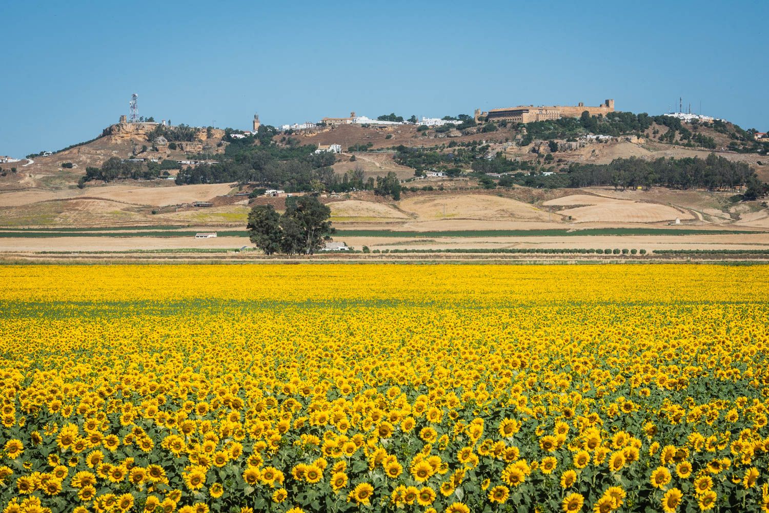 REPORTAJE CARMONA GIRASOLES 7