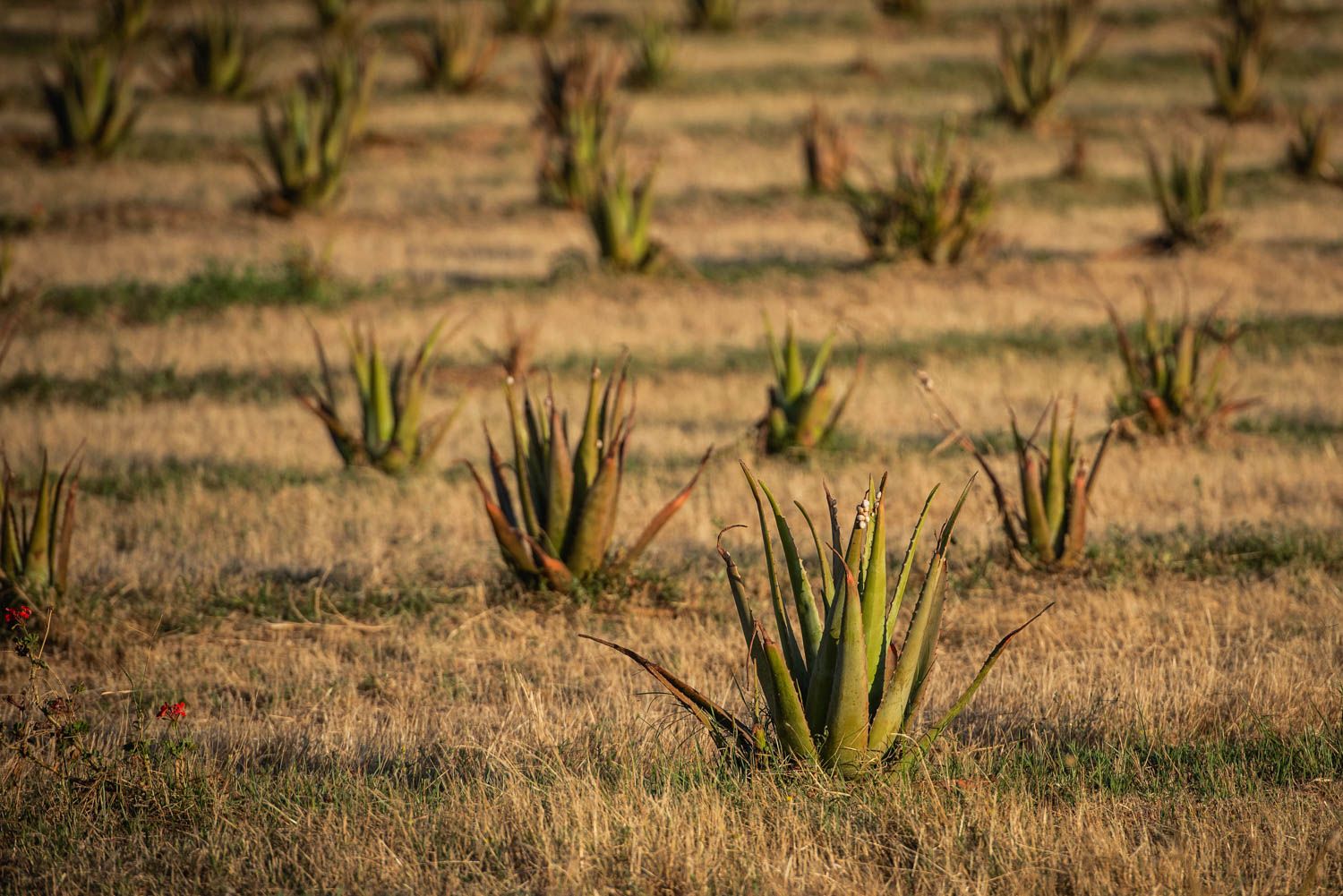 La finca Las Coronas, con lavanda, aloe vera, chopos y eucaliptos en plena campiña de Carmona, en imágenes.
