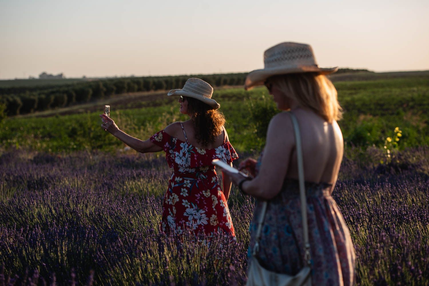 La finca Las Coronas, con lavanda, aloe vera, chopos y eucaliptos en plena campiña de Carmona, en imágenes.