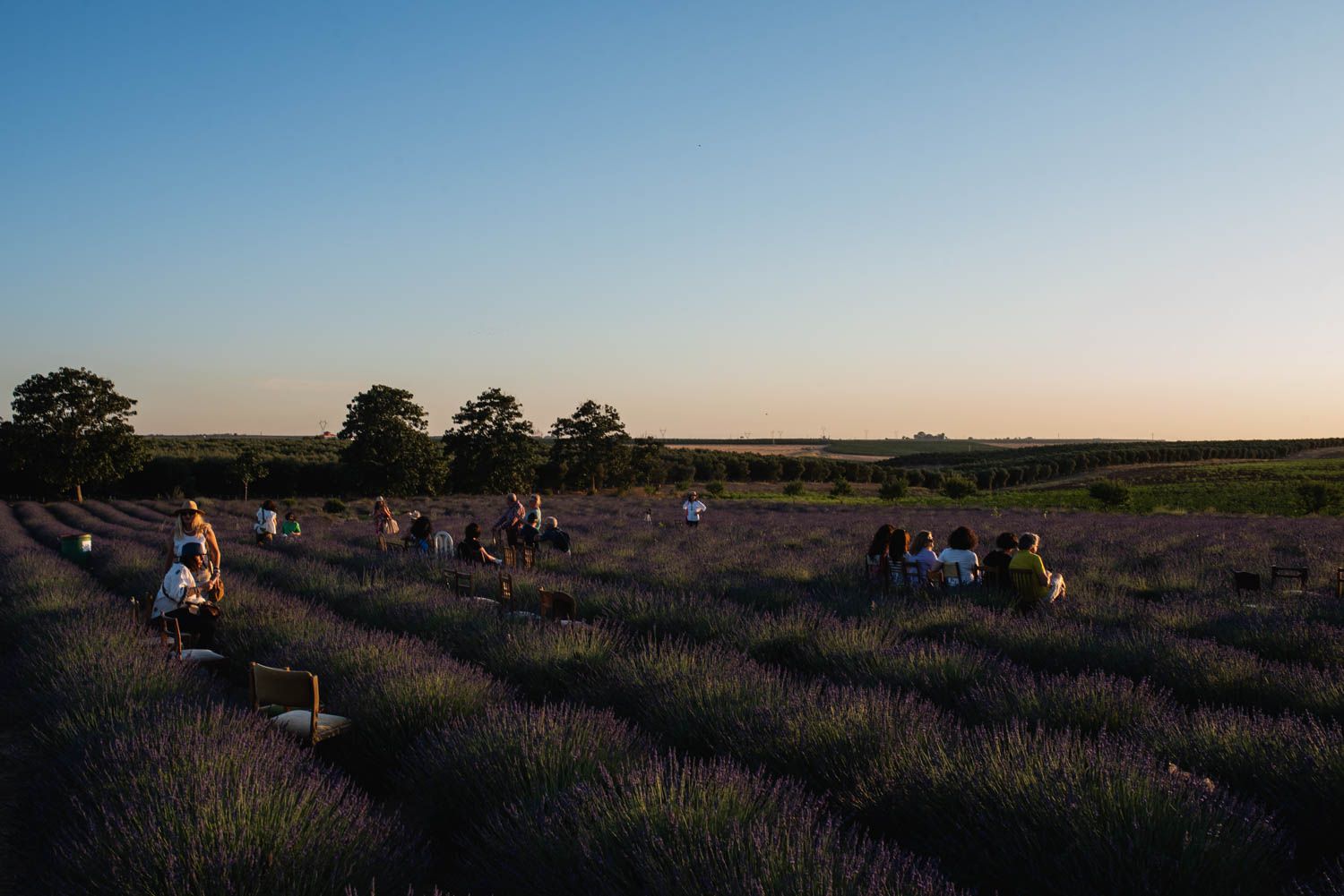 La finca Las Coronas, con lavanda, aloe vera, chopos y eucaliptos en plena campiña de Carmona, en imágenes.