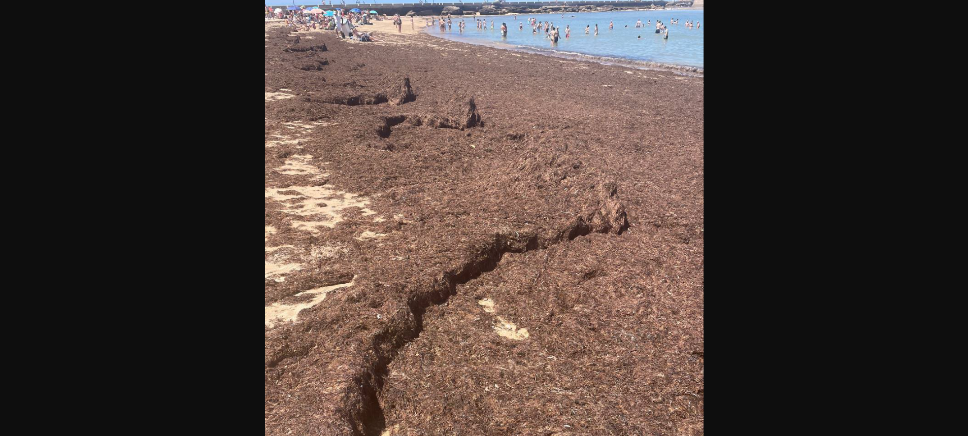 La playa de la Caleta, en Cádiz, repleta de alga asiática, este sábado. La playa de la Caleta, en Cádiz, repleta de alga asiática, este sábado.