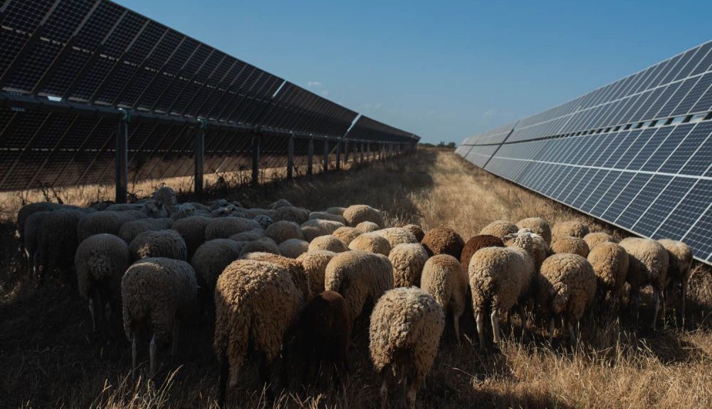 LAS CORCHAS PLANTA FOTOVOLTÁICA APIARIO SOLAR CARMONA 4