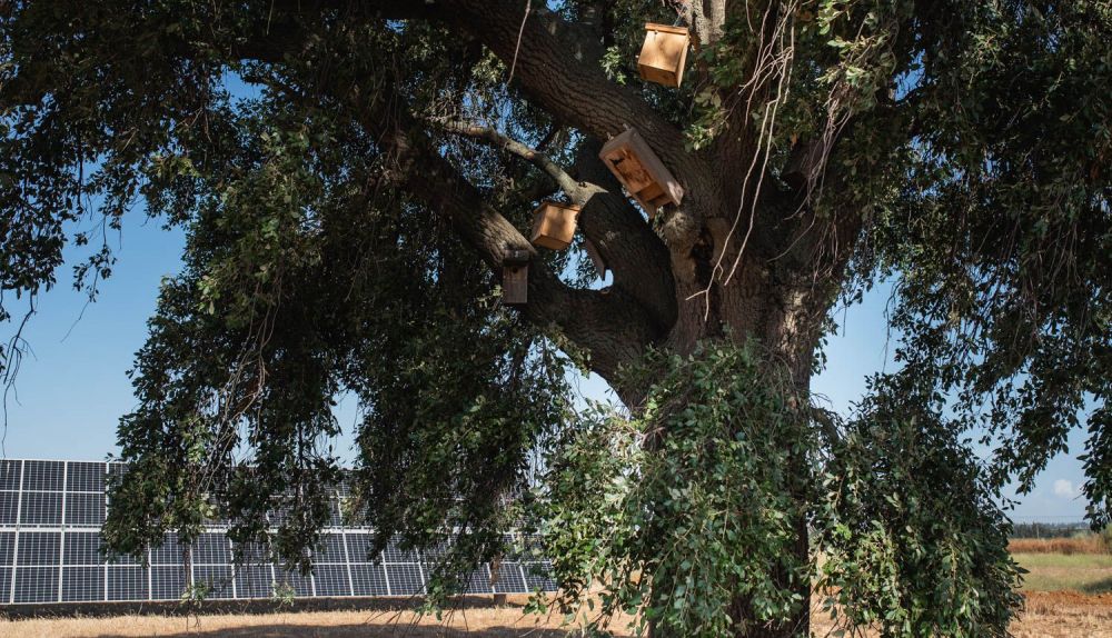 LAS CORCHAS PLANTA FOTOVOLTÁICA APIARIO SOLAR CARMONA 7