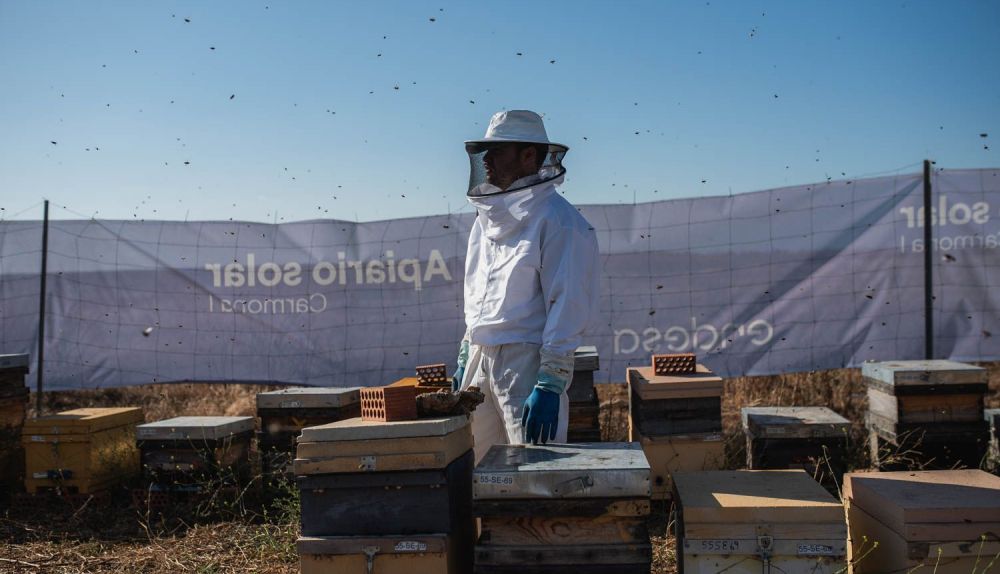 LAS CORCHAS PLANTA FOTOVOLTÁICA APIARIO SOLAR CARMONA 11
