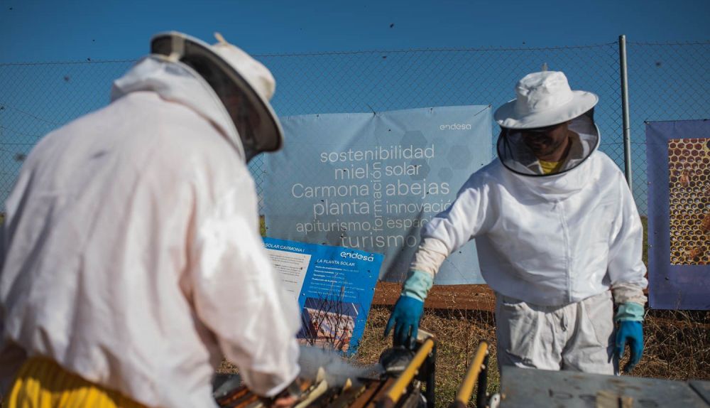 LAS CORCHAS PLANTA FOTOVOLTÁICA APIARIO SOLAR CARMONA 12