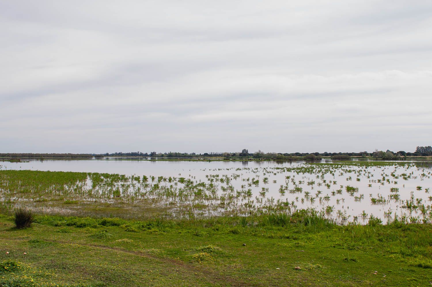 Doñana, en la zona de Almonte, una localidad que sufre el robo del acuífero.