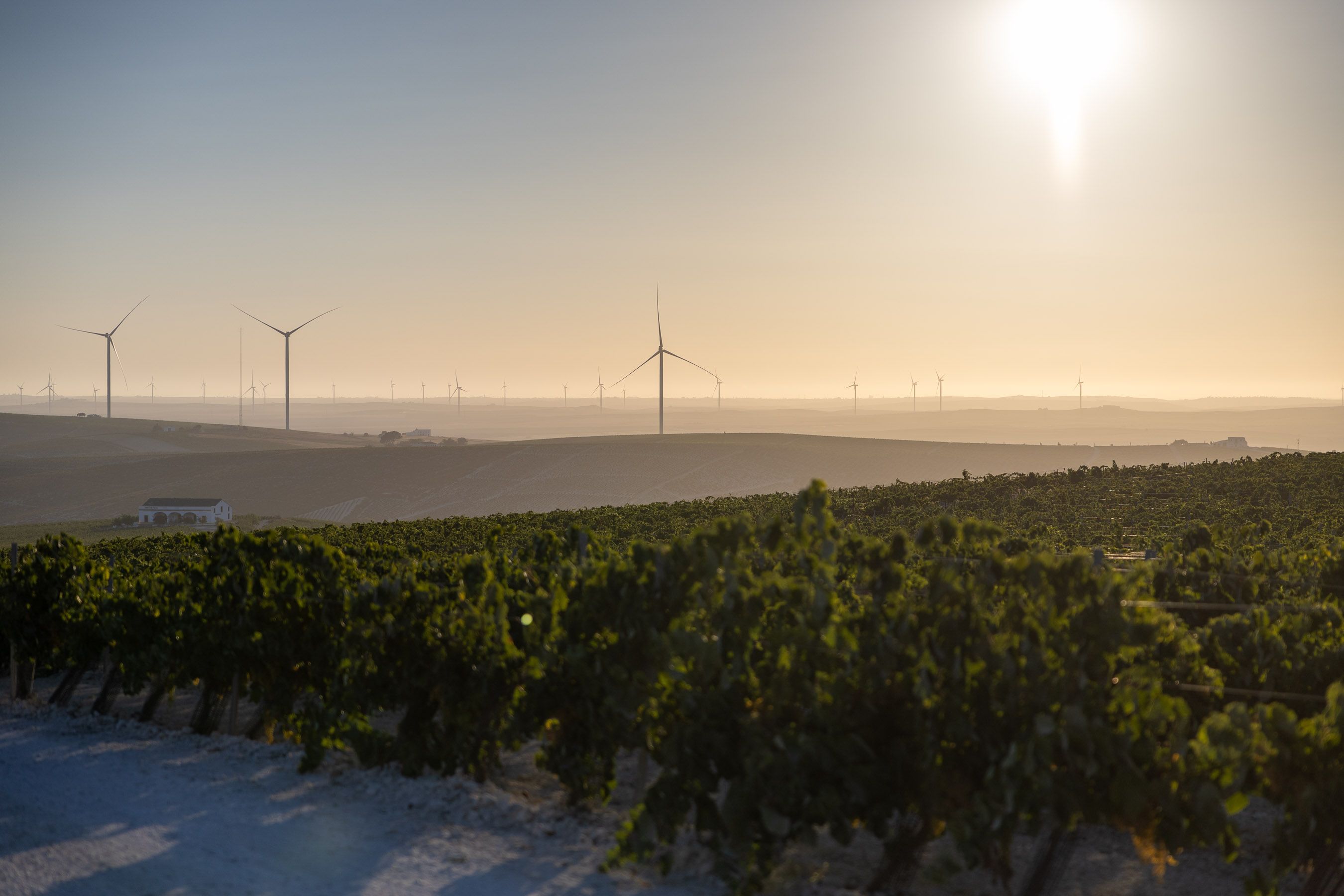 Atardecer en una viña de Bodegas Luis Pérez, la primera en comenzar el año pasado en el Marco de Jerez (para vino de Jerez)..