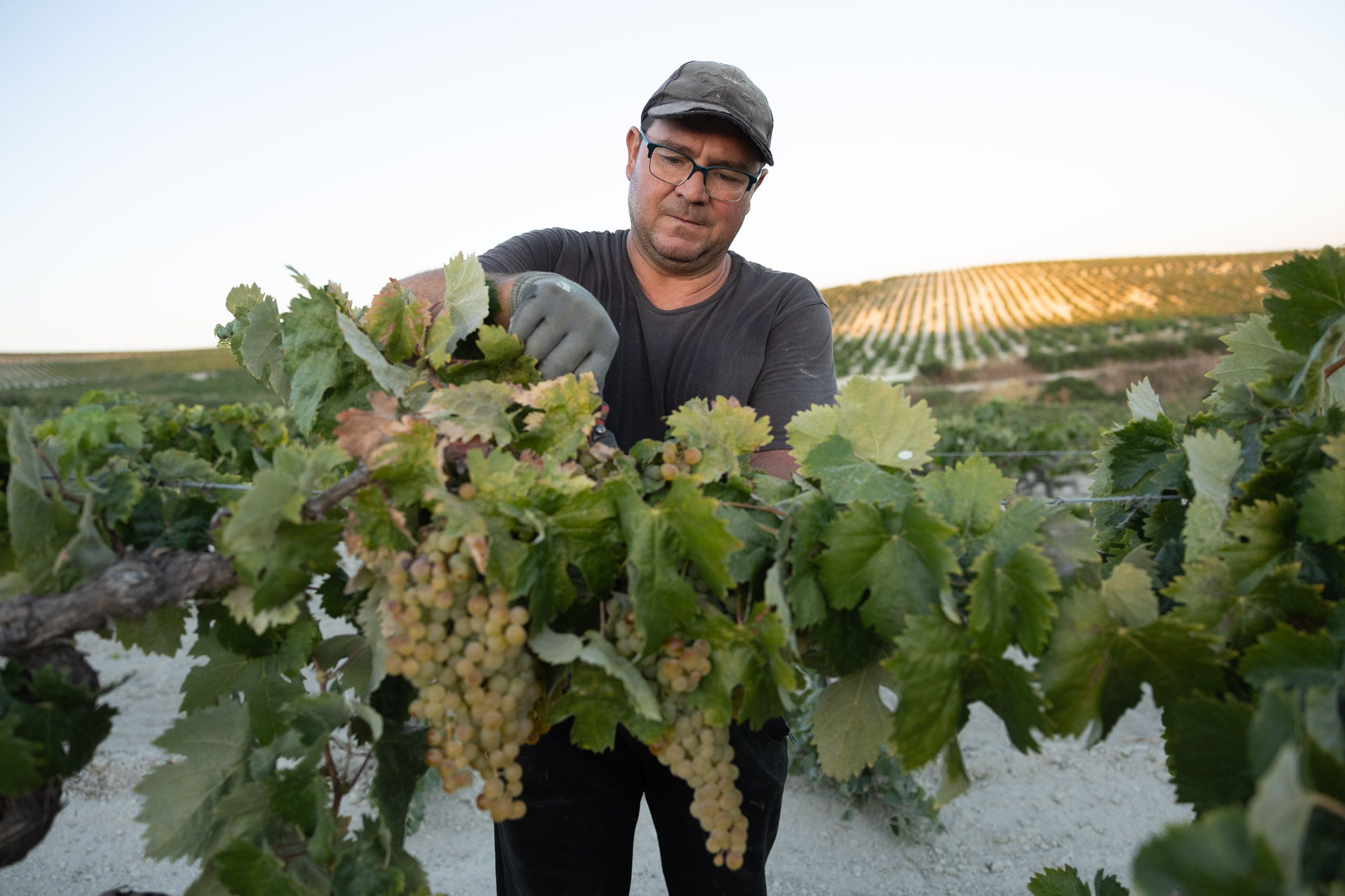 Comienza la vendimia más tempranera del Marco de Jerez en una viña de Bodegas Luis Pérez.