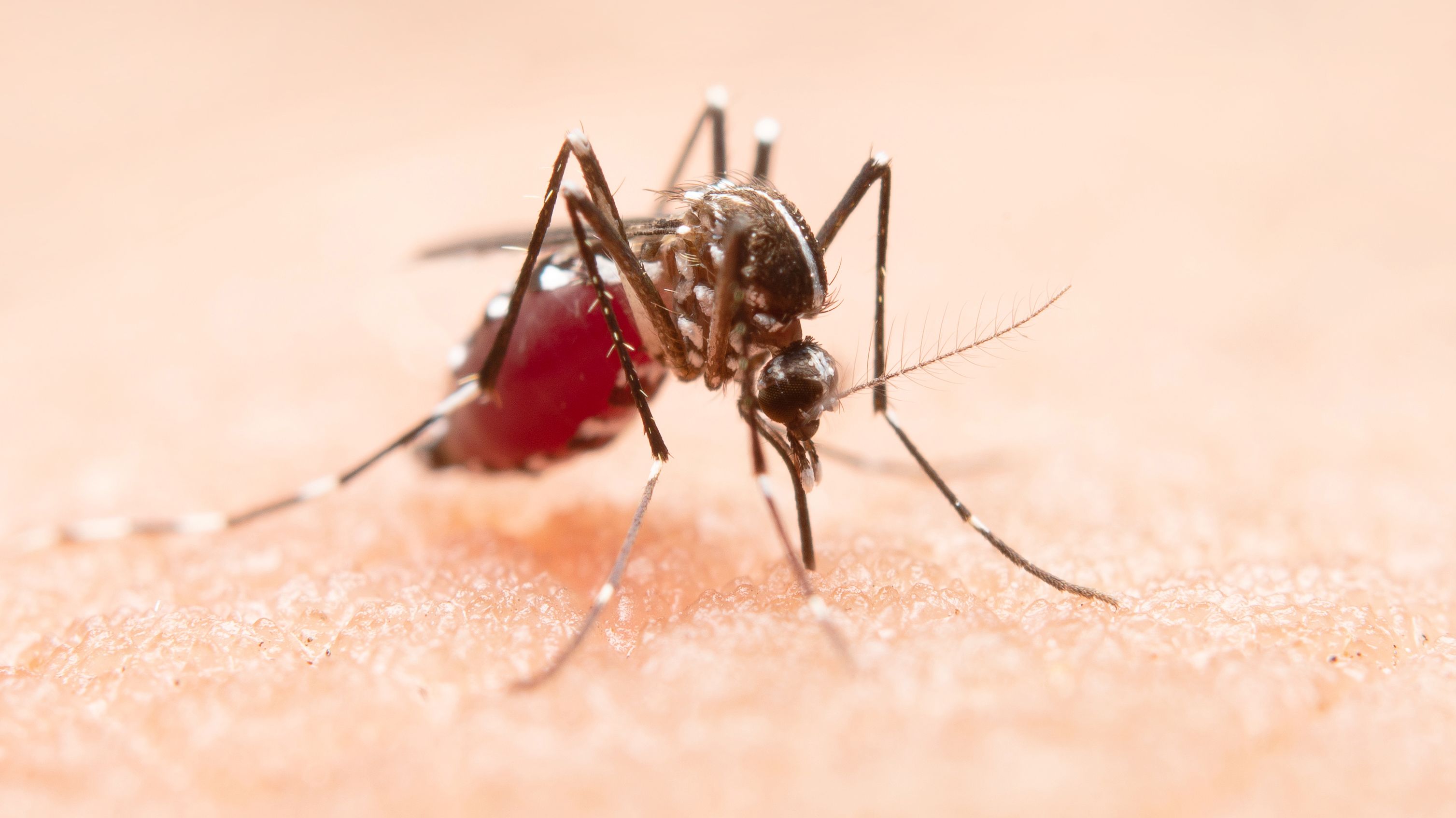Detectan mosquitos con el virus del Nilo en Jerez.