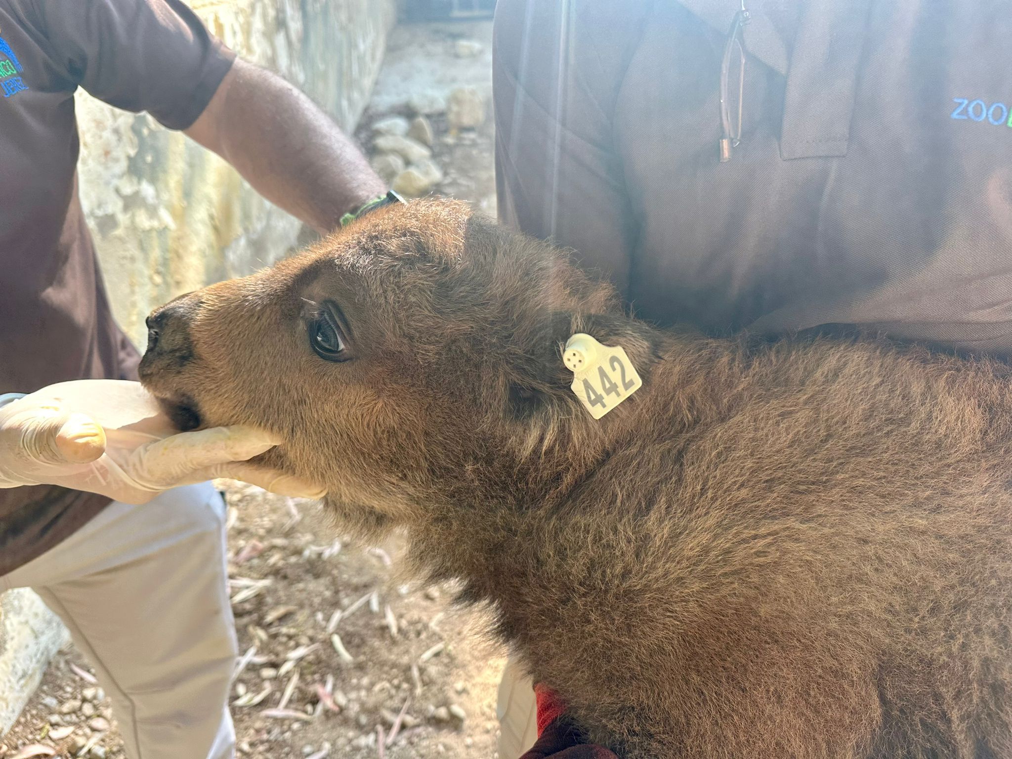 La cría de bisonte europeo nacida en el Zoobotánico de Jerez.