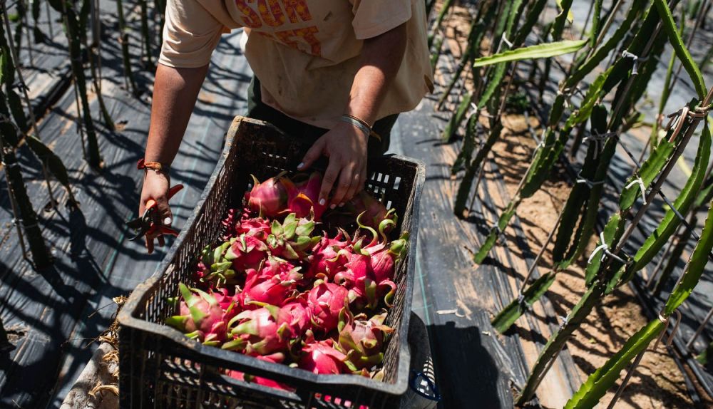 PITAHAYA ECOFRUITS LOS PALACIOS 19