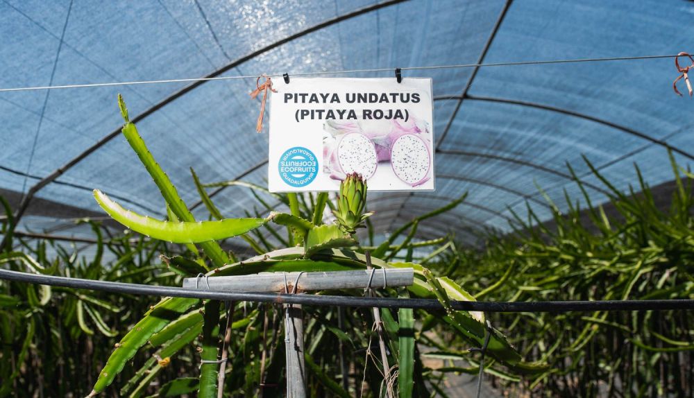 PITAHAYA ECOFRUITS LOS PALACIOS 21