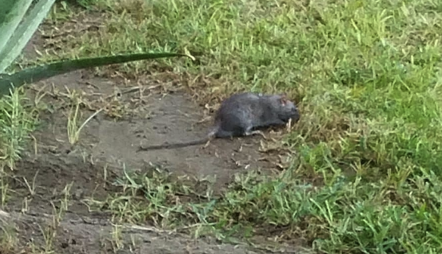 Una rata en una imagen de archivo. Una rata en una imagen de archivo.