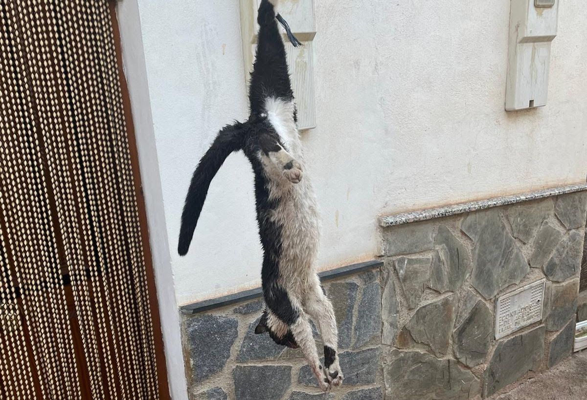 Denuncian el "asesinato atroz" de un gato en Granada. Denuncian el "asesinato atroz" de un gato en Granada.