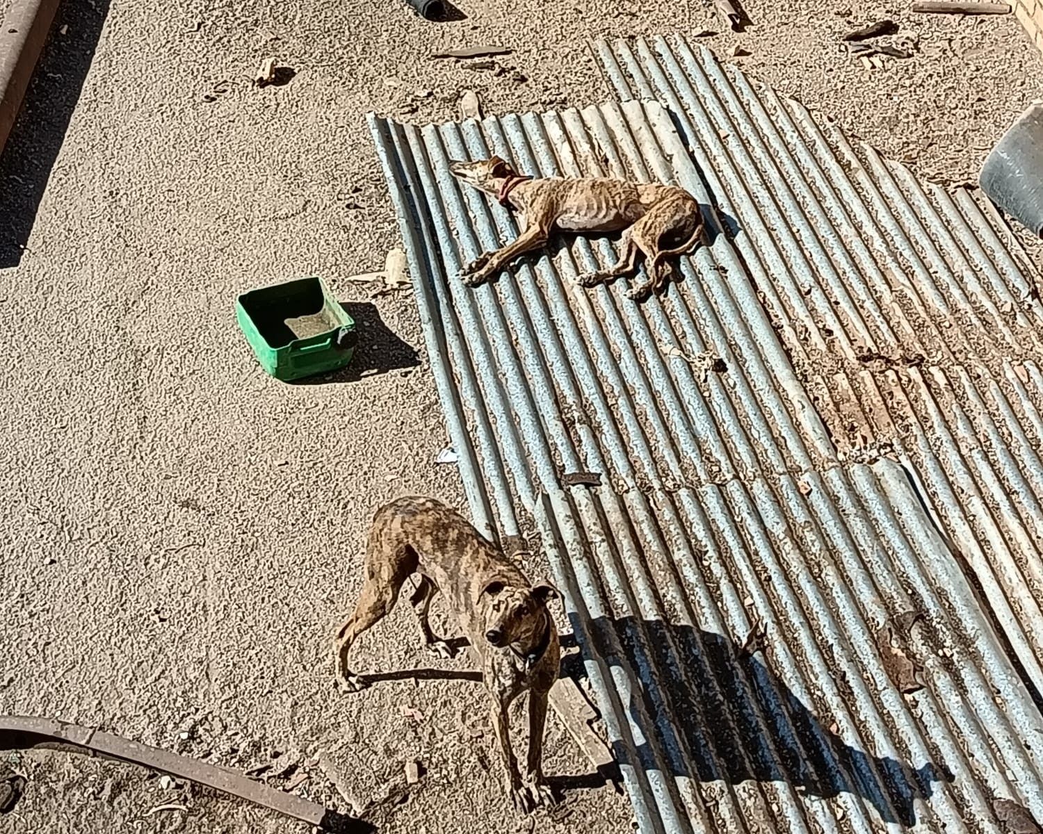 Los galgos que están en una nave de este pueblo de Sevilla. Los galgos que están en una nave de este pueblo de Sevilla.