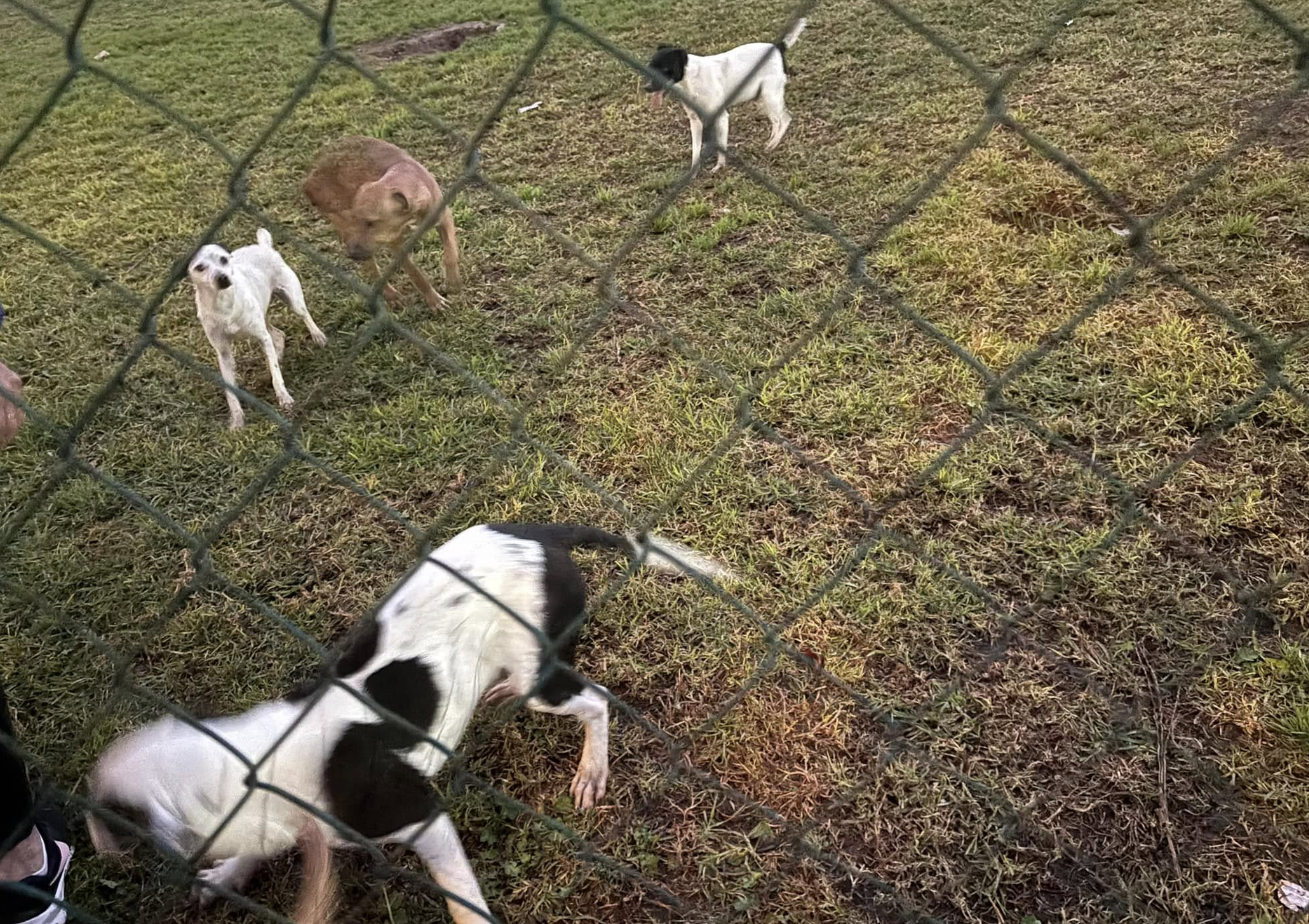 Perros abandonados en un parque de Jerez.
