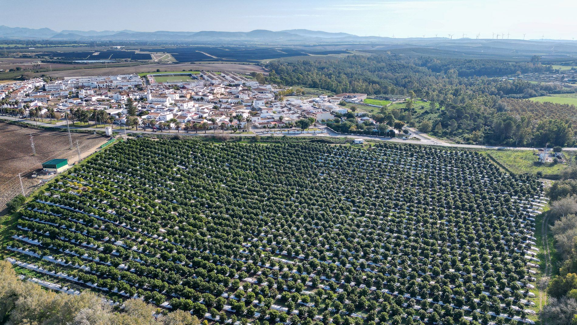 Cultivo de aguacate en las inmediaciones de Torrecera, en la campiña jerezana.