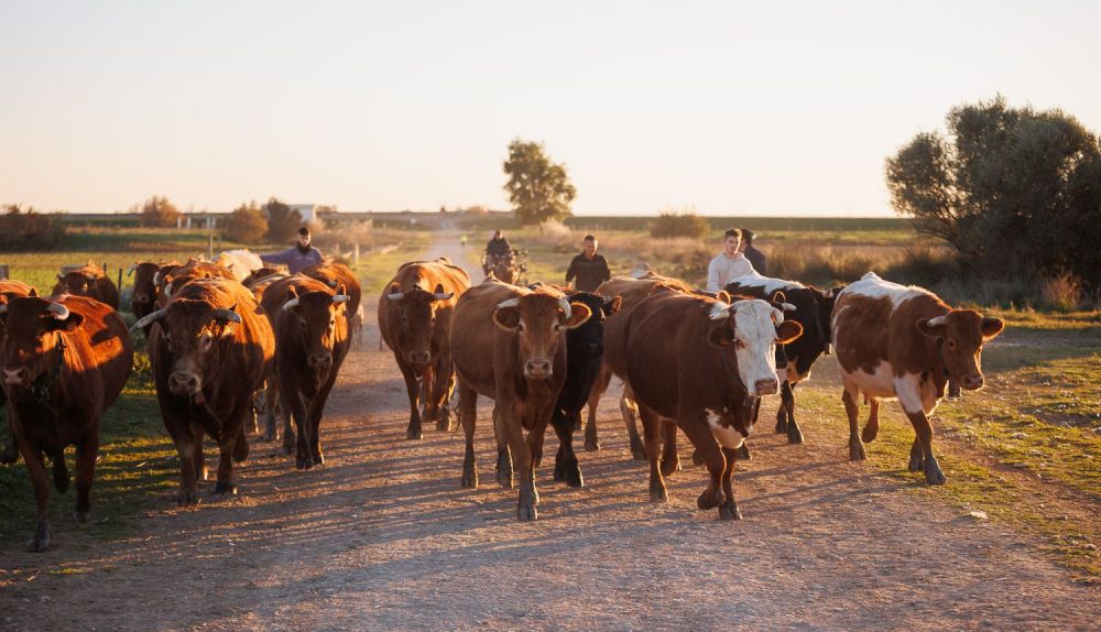 VAQUEROS LOS PALACIOS 56