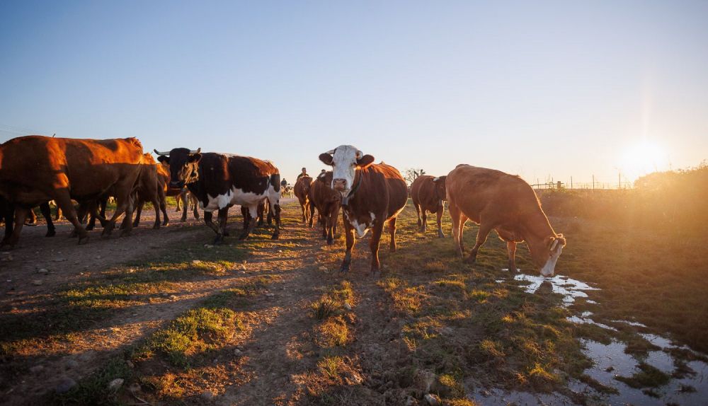 Los últimos vaqueros de Los Palacios