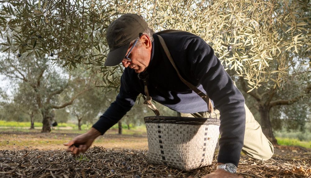 Diego Cañamero aceitunas  05
