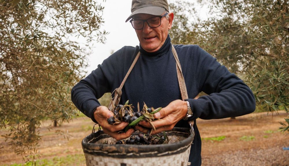 Diego Cañamero aceitunas  12